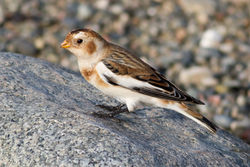 Snow Bunting photographed at Claire Mare [CLA] on 29/10/2011. Photo: © Rod Ferbrache
