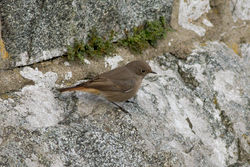 Black Redstart photographed at Imperial Hotel, Rocquaine on 29/10/2011. Photo: © Rod Ferbrache