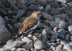 Snow Bunting photographed at Claire Mare [CLA] on 29/10/2011. Photo: © paul  carre