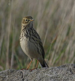 Meadow Pipit photographed at Fort Doyle [DOY] on 29/10/2011. Photo: © Paul Bretel