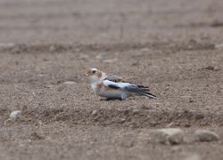 Snow Bunting photographed at L\'Eree [LER] on 30/10/2011. Photo: © Mark Guppy
