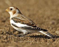 Snow Bunting photographed at Lihou Headland [LCH] on 31/10/2011. Photo: © Mike Cunningham