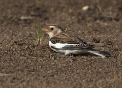 Snow Bunting photographed at Lihou Headland [LCH] on 31/10/2011. Photo: © Cindy  Carre