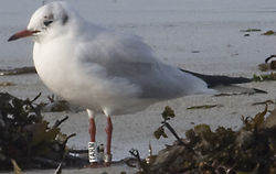 Black-headed Gull photographed at L\'Eree [LER] on 31/10/2011. Photo: © Vic Froome