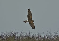 Hen Harrier photographed at Pleinmont [PLE] on 8/11/2011. Photo: © Royston Carré