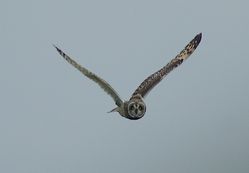 Short-eared Owl photographed at Pleinmont [PLE] on 10/11/2011. Photo: © Royston Carré