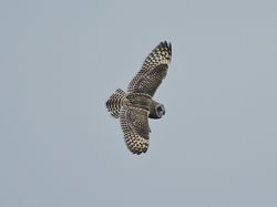 Short-eared Owl photographed at Pleinmont [PLE] on 10/11/2011. Photo: © Royston Carré
