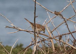 Red-backed Shrike photographed at Fort Hommet on 13/11/2011. Photo: © Cindy  Carre