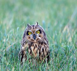 Short-eared Owl photographed at Pleinmont [PLE] on 13/11/2011. Photo: © Allan Phillips
