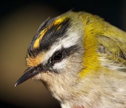 Firecrest photographed at Jerbourg [JER] on 29/10/2011. Photo: © Phil Alexander