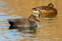 Gadwall photographed at Claire Mare [CLA] on 19/11/2011. Photo: © Chris Bale