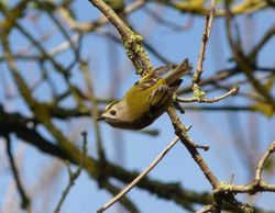 Goldcrest photographed at St Peters Church [SP2] on 27/11/2011. Photo: © Mark Guppy