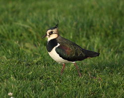 Lapwing photographed at Airport [AIR] on 29/11/2011. Photo: © Adrian Gidney