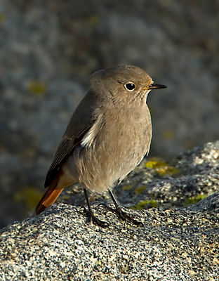 Black Redstart photographed at Rousse [ROU] on 10/12/2011. Photo: © Mike Cunningham
