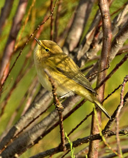 Chiffchaff photographed at Vale Pond [VAL] on 18/12/2011. Photo: © Mike Cunningham