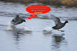 Coot photographed at Vale Pond [VAL] on 22/12/2011. Photo: © Royston Carré