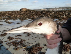 Great Northern Diver photographed at L'Eree [LER] on 27/12/2011. Photo: © Michelle Hooper