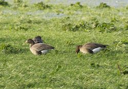 White-fronted Goose photographed at Barras Lane [BAR] on 3/1/2012. Photo: © Royston Carré