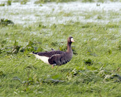 White-fronted Goose photographed at Barras Lane on 3/1/2012. Photo: © Cindy  Carre