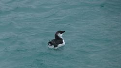 Razorbill photographed at St Peter Port harbour on 3/1/2012. Photo: © Mark Guppy