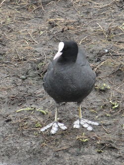 Coot photographed at Vale Pond [VAL] on 7/1/2012. Photo: © Michelle Hooper