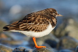 Turnstone photographed at Grandes Havres [GHA] on 15/1/2012. Photo: © Adrian Gidney