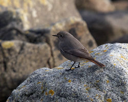 Black Redstart photographed at Rousse [ROU] on 23/1/2012. Photo: © Cindy  Carre