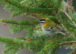 Firecrest photographed at St Peter Port [SPP] on 8/2/2012. Photo: © Mike Cunningham