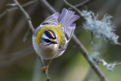 Firecrest photographed at Silbe [SIL] on 11/2/2012. Photo: © Rod Ferbrache