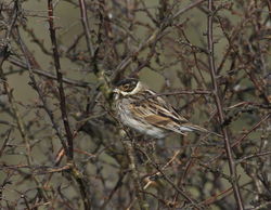 Reed Bunting photographed at Candie, STA [CA2] on 21/2/2012. Photo: © Paul Bretel