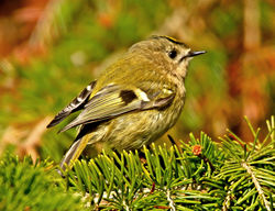 Goldcrest photographed at St Peter Port [SPP] on 27/3/2012. Photo: © Mike Cunningham