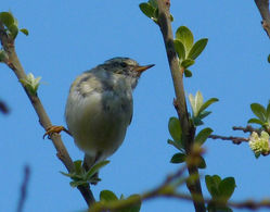 Yellow-browed Warbler photographed at Marais Nord/Vale Marais [NOR] on 28/3/2012. Photo: © Mark Lawlor
