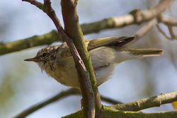 Yellow-browed Warbler photographed at Marais Nord/Vale Marais [NOR] on 1/4/2012. Photo: © Rod Ferbrache