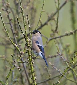 Bullfinch photographed at Rue des Bergers [BER] on 10/4/2012. Photo: © Royston Carré