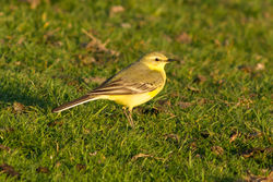 Yellow Wagtail photographed at Grande Mare [GMA] on 11/4/2012. Photo: © Rod Ferbrache