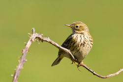 Meadow Pipit photographed at Lihou Headland [LCH] on 11/4/2012. Photo: © Rod Ferbrache