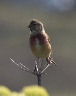 Linnet photographed at Fort Hommet [HOM] on 13/4/2012. Photo: © Cindy  Carre
