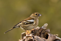 Chaffinch photographed at Bas Capelles [BAS] on 25/4/2012. Photo: © Rod Ferbrache