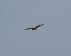 Short-eared Owl photographed at Mt. Herault [MHE] on 2/5/2012. Photo: © Michelle Hooper