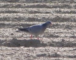 Stock Dove photographed at Mt. Herault [MHE] on 2/5/2012. Photo: © Michelle Hooper