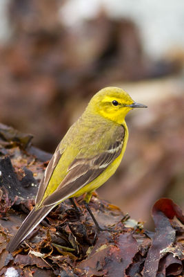 Yellow Wagtail photographed at Pulias [PUL] on 7/5/2012. Photo: © Rod Ferbrache