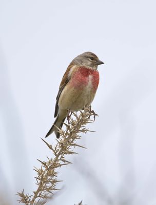 Linnet photographed at Pulias [PUL] on 8/5/2012. Photo: © Allan Phillips