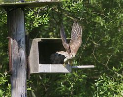 Kestrel photographed at Rue des Bergers [BER] on 27/5/2012. Photo: © Royston Carré