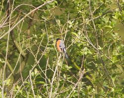 Bullfinch photographed at Rue des Bergers [BER] on 27/5/2012. Photo: © Royston Carré