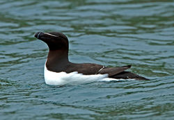 Razorbill photographed at Herm [HER] on 30/5/2012. Photo: © Mike Cunningham
