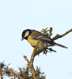 Great Tit photographed at L'Ancresse [LAN] on 9/6/2012. Photo: © Allan Phillips