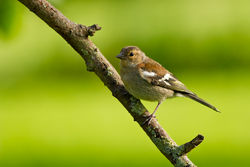 Chaffinch photographed at Select location on 16/6/2012. Photo: © Rod Ferbrache