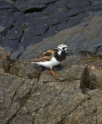 Turnstone photographed at Fort Le Crocq [FLC] on 30/7/2012. Photo: © Mike Cunningham