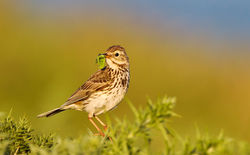 Meadow Pipit photographed at Fort Doyle [DOY] on 1/8/2012. Photo: © Anthony Loaring