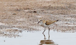 Little Stint photographed at Claire Mare [CLA] on 19/8/2012. Photo: © Anthony Loaring